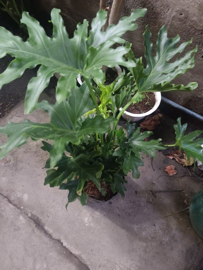 Low maintenance indoor plants 🪴 (Category: Plants & Seeds) located in Quezon City. Submitted by amazingmaria3680 (Listing ID 1436848557, Image 3). Description: .