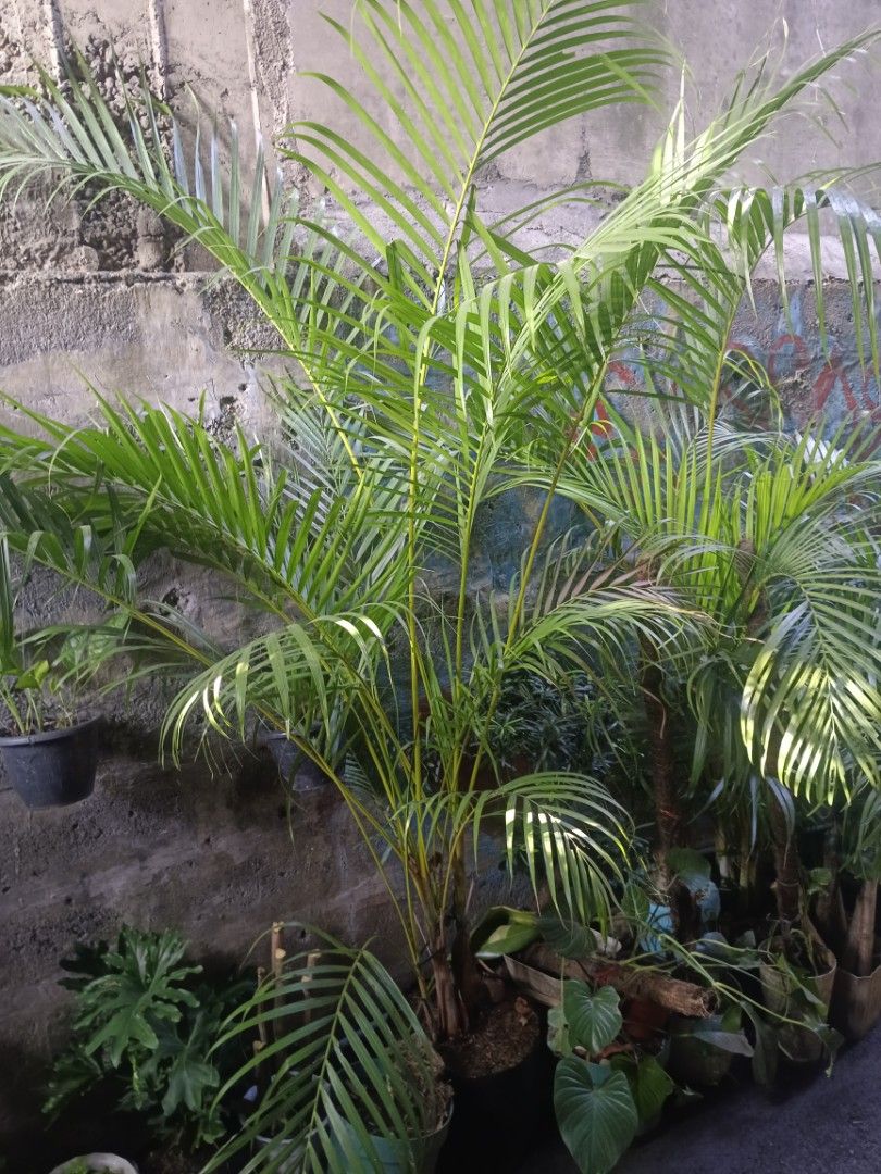 Low maintenance indoor plants 🪴 (Category: Plants & Seeds) located in Quezon City. Submitted by amazingmaria3680 (Listing ID 1436848557, Image 2). Description: .