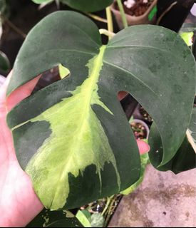 (Category: ) located in . Submitted by PlantsRanger (Listing ID 1436969265, Image 1). Description: .