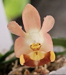（分類：）位於 。 由 RejoiceInplanting 提交（商品編號 1436856704，圖片 1）。簡介： 。