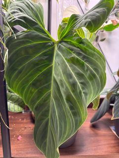 (Category: ) located in . Submitted by jubilantplants (Listing ID 1436952974, Image 1). Description: .