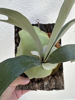 (Category: ) located in . Submitted by platyceriumhybrids (Listing ID 1430885110, Image 1). Description: .