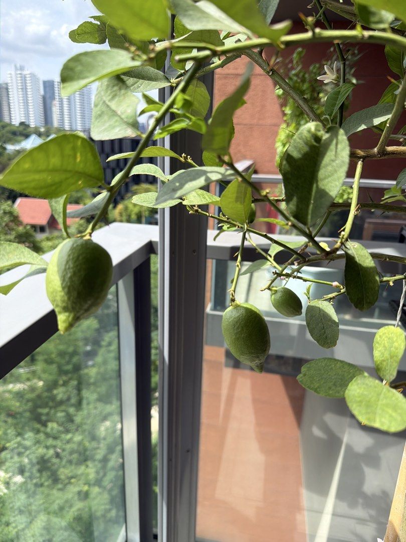 Potted lemon tree449343510199685121