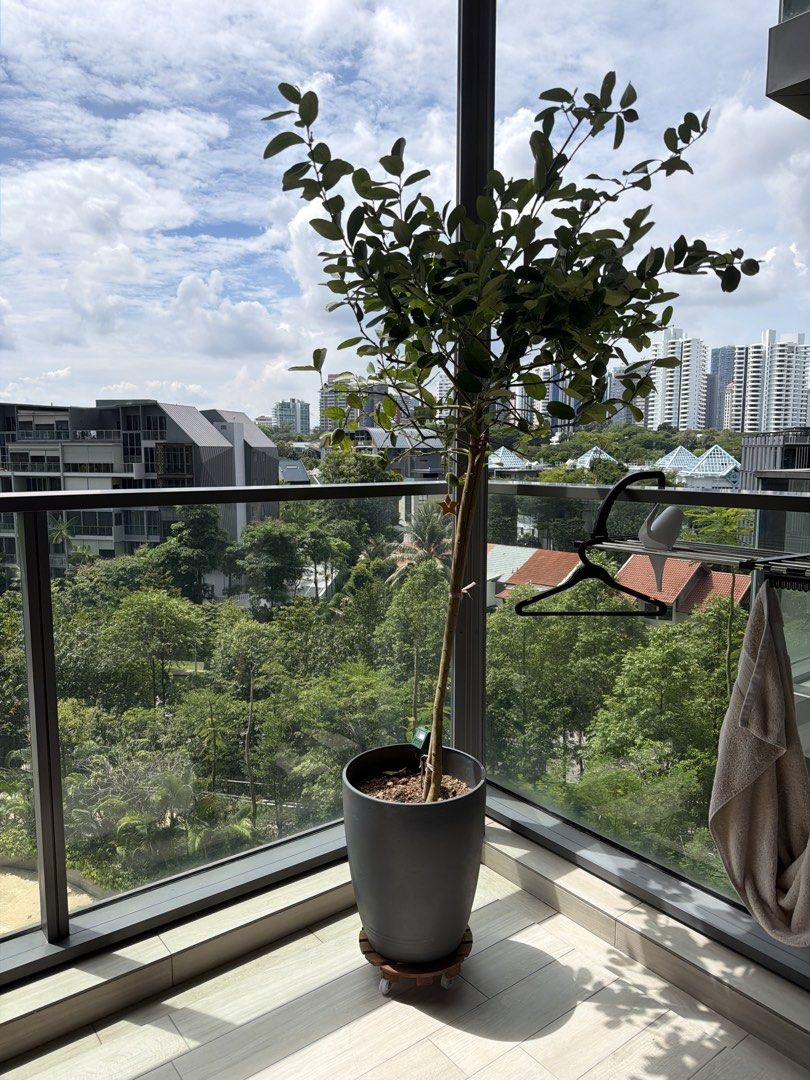Potted lemon tree449343510199685120