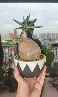 (Category: ) located in . Submitted by petiteplantsg (Listing ID 1436835656, Image 1). Description: .