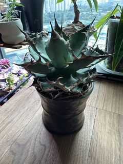 （分類：）位於 。 由 portobellomarkett 提交（商品編號 1441265703，圖片 1）。簡介： 。