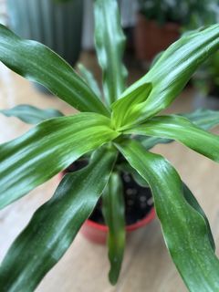 (Category: ) located in . Submitted by firehorse8888 (Listing ID 1441294156, Image 1). Description: .