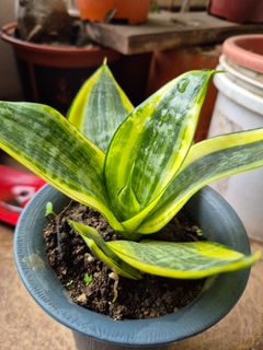 (Category: ) located in . Submitted by houseofsnakeplants (Listing ID 1441287770, Image 1). Description: .