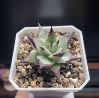 (Category: ) located in . Submitted by qq_garden (Listing ID 1441313996, Image 1). Description: .