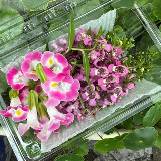 （分類：）位於 。 由 _delightgarden 提交（商品編號 1441162477，圖片 1）。簡介： 。
