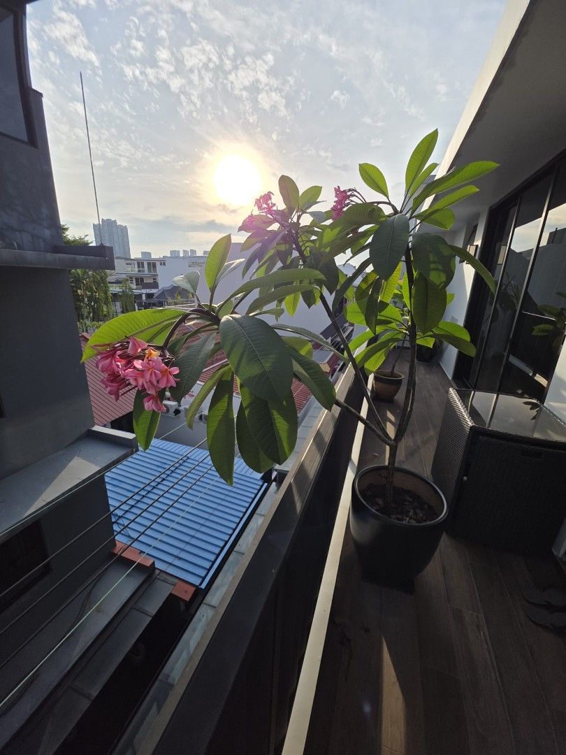 Frangipani tree470367372669757441