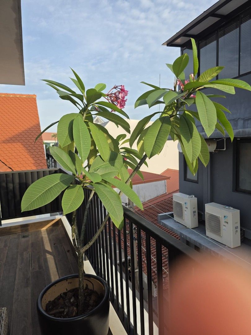 Frangipani tree470367372669757440
