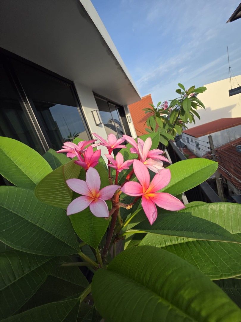 Frangipani tree470367372669757442