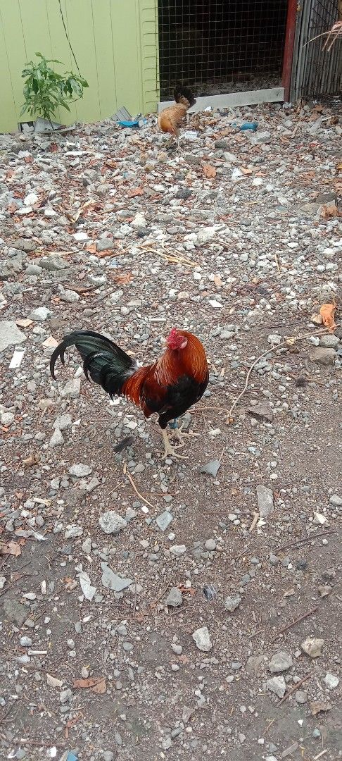 Healthy Rooster for Sale (Category: Homes & Other Pet Accessories) located in Manila. Submitted by lumangbahay (Listing ID 1441190962, Image 2). Description: - Healthy and active rooster - Distinct reddish-brown and black plumage - Well-cared for and ready for a new home - Ideal for farms or backyard flocks.