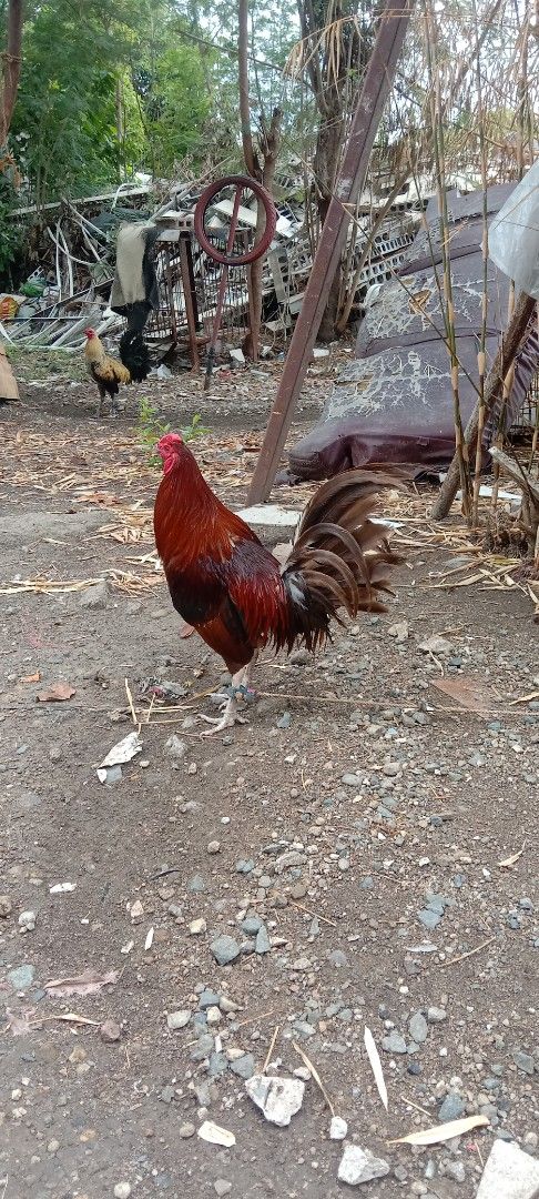 Healthy Rooster for Sale (Category: Homes & Other Pet Accessories) located in Manila. Submitted by lumangbahay (Listing ID 1441190962, Image 1). Description: - Healthy and active rooster - Distinct reddish-brown and black plumage - Well-cared for and ready for a new home - Ideal for farms or backyard flocks.