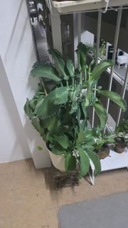 (Category: ) located in . Submitted by storageous (Listing ID 1441244592, Image 1). Description: .
