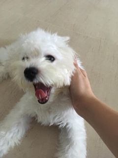 (Category: ) located in . Submitted by catlikesdogs (Listing ID 1441348485, Image 1). Description: .