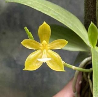 Novelty Phalaenopsis and Phalaenopsis species Collection item 2