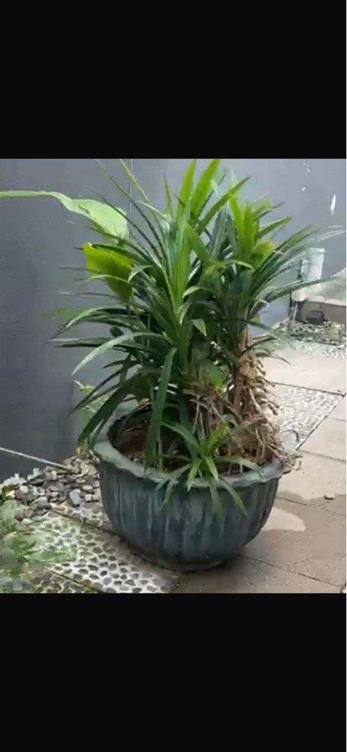 Plants470367364595722240