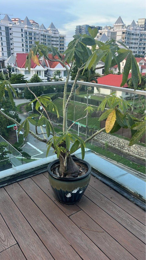 Plants470367364595722241