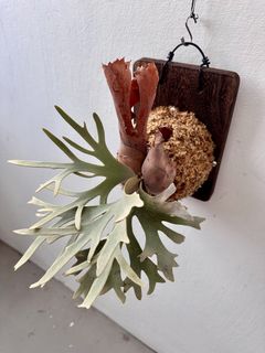 Platycerium willinckii For Sale | Buy 100+ Platycerium willinckii