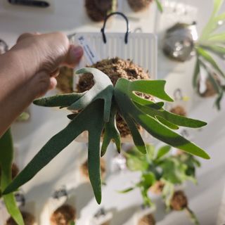 (Category: ) located in . Submitted by d.botanics (Listing ID 1441270190, Image 1). Description: .
