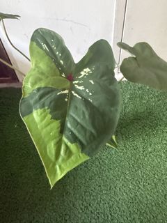 (Category: ) located in . Submitted by mas.plantaddicted (Listing ID 1441164479, Image 1). Description: .