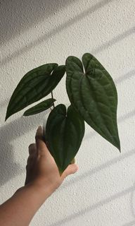 (Category: ) located in . Submitted by ywc1982 (Listing ID 1410188506, Image 1). Description: .