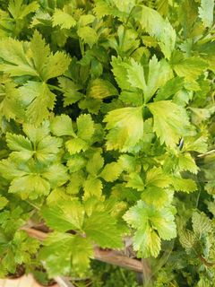 （分類：）位於 。 由 plantloveyou_mschan 提交（商品編號 1443057718，圖片 1）。簡介： 。