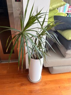 (Category: ) located in . Submitted by gly_wilkinson (Listing ID 1443013872, Image 1). Description: .