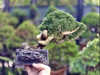 (Category: ) located in . Submitted by jia_bonsai_singapore (Listing ID 1442945126, Image 1). Description: .