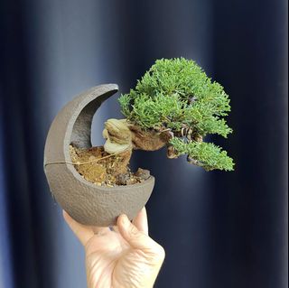 (Category: ) located in . Submitted by jia_bonsai_singapore (Listing ID 1442945676, Image 1). Description: .