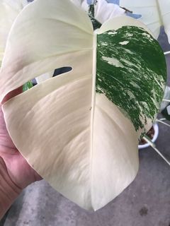 (Category: ) located in . Submitted by PlantsRanger (Listing ID 1443007003, Image 1). Description: .