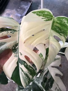 (Category: ) located in . Submitted by PlantsRanger (Listing ID 1443007689, Image 1). Description: .