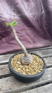 (Category: ) located in . Submitted by plantabeast_ (Listing ID 1443113827, Image 1). Description: .