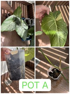 (Category: ) located in . Submitted by not_a_plant_hoarder (Listing ID 1443014741, Image 1). Description: .