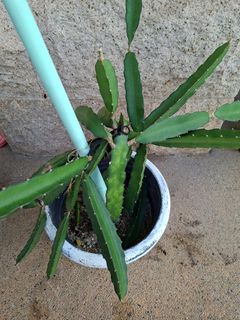 (Category: ) located in . Submitted by plantiqueplus (Listing ID 1443056877, Image 1). Description: .