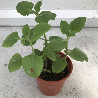 Small potted plant, Furniture & Home Living, Gardening, Plants & Seeds ...
