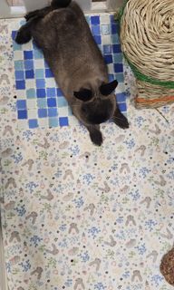 (Category: ) located in . Submitted by rabbitttttyyyyy (Listing ID 1443028707, Image 1). Description: .