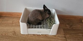 (Category: ) located in . Submitted by rabbitttttyyyyy (Listing ID 1443030716, Image 1). Description: .
