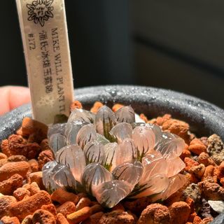 （分類：）位於 。 由 mikewillplantit 提交（商品編號 1443157378，圖片 1）。簡介： 。