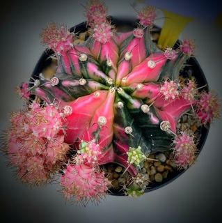 (Category: ) located in . Submitted by desertbalcony (Listing ID 1443208395, Image 1). Description: .