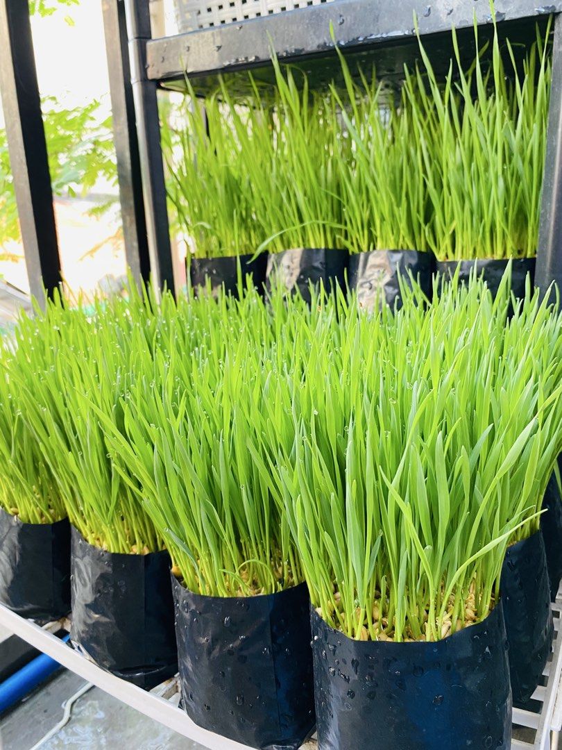Cat Grass for Sale - Wheat Grass/Oat Grass (Category: Pet Food) located in Makati City. Submitted by karlds28 (Listing ID 1443232822, Image 2). Description: 🌱🐱 FRESH CAT GRASS AVAILABLE! 🐱🌱 Give your feline friend a healthy, natural treat with our freshly grown cat grass! ⚠️ FOR PET CONSUMPTION ONLY Especially recommended for cats, but can also be enjoyed by dogs, rabbits, guinea pigs, hamsters, birds, turtles, tortoises, and other grass-lovi