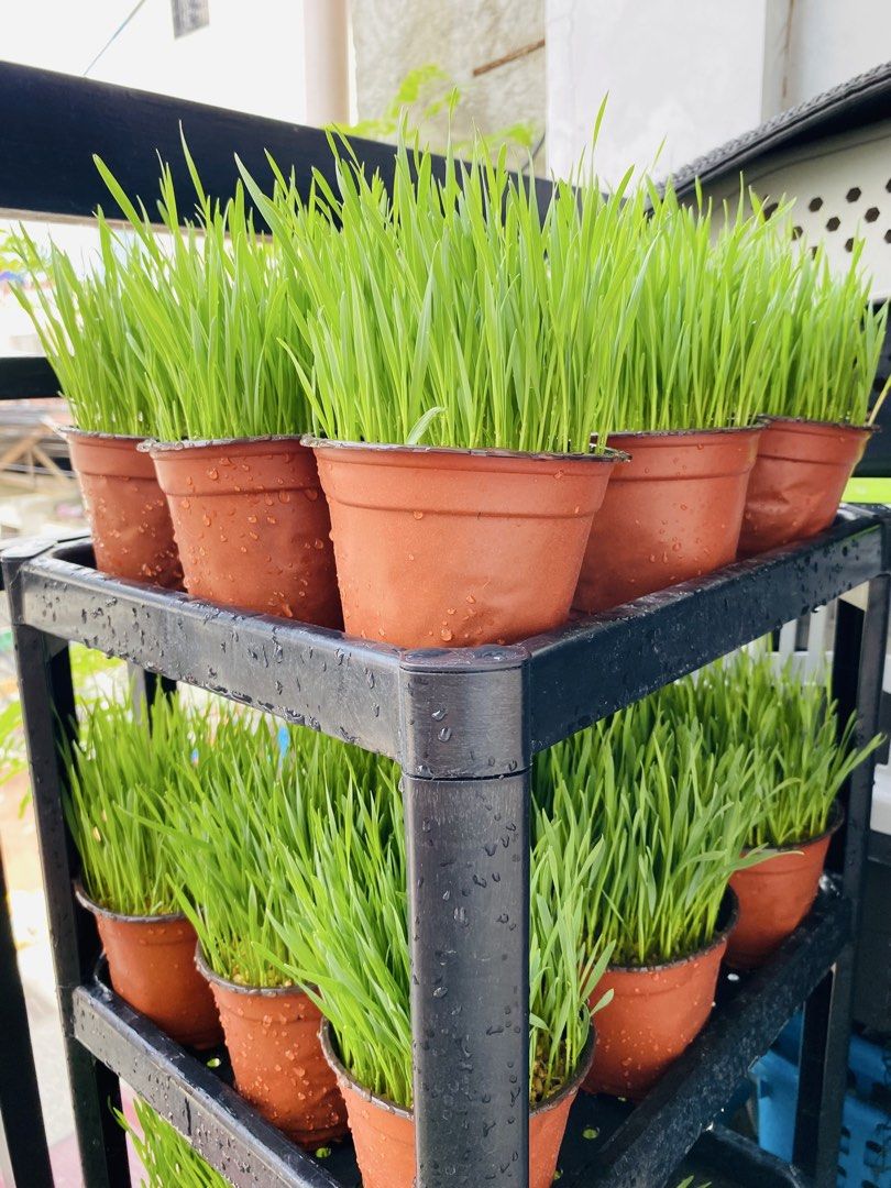 Cat Grass for Sale - Wheat Grass/Oat Grass (Category: Pet Food) located in Makati City. Submitted by karlds28 (Listing ID 1443232822, Image 1). Description: 🌱🐱 FRESH CAT GRASS AVAILABLE! 🐱🌱 Give your feline friend a healthy, natural treat with our freshly grown cat grass! ⚠️ FOR PET CONSUMPTION ONLY Especially recommended for cats, but can also be enjoyed by dogs, rabbits, guinea pigs, hamsters, birds, turtles, tortoises, and other grass-lovi