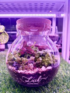(Category: ) located in . Submitted by lushglassdoor (Listing ID 1443168729, Image 1). Description: .