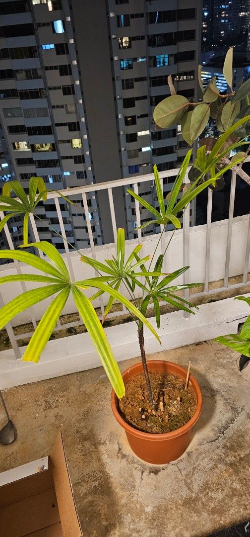 Plants