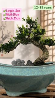 (Category: ) located in . Submitted by thplantstudio (Listing ID 1443494951, Image 1). Description: .