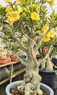 (Category: ) located in . Submitted by jtflorist (Listing ID 1443329073, Image 1). Description: .