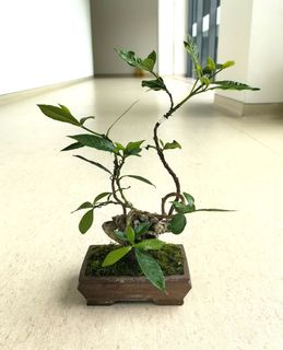 （分類：）位於 。 由 tsecwk 提交（商品編號 1443455488，圖片 1）。簡介： 。