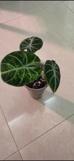 (Category: ) located in . Submitted by brpat (Listing ID 1443346369, Image 1). Description: .
